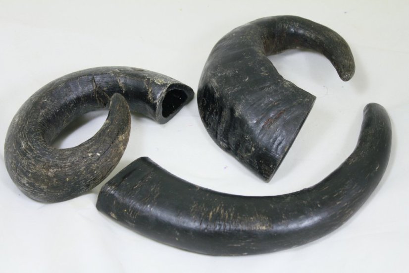 Bůvolí roh 1ks /310g-400g/