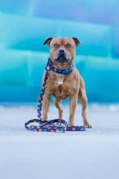 Vodítko ručka 25 cm - Duhové tlapky