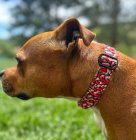 Lovedog