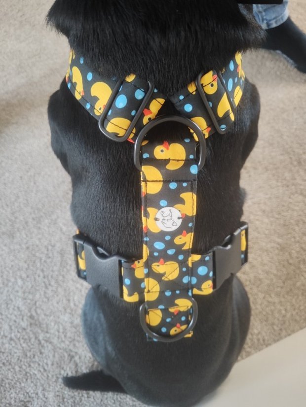 Postroj klasický Sakura