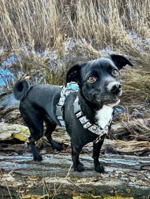 Postroj zapínání kolem krku Preclíkovice