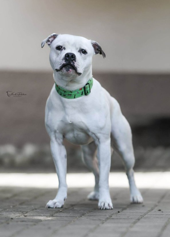 Postroj klasický Bull sporty