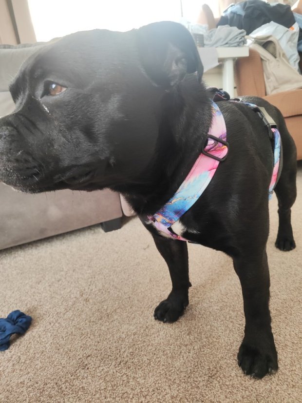 Postroj zapínání kolem krku Coursing