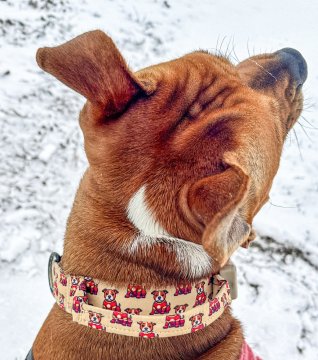 Ucho, poutko, reflexní prvky a identifikační štítky - ArtDog