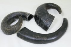 Bůvolí roh 1ks /310g-400g/