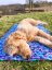 Deka 70x50 cm