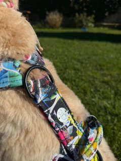 Postroj klasický Street Dog