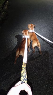 Vodítko Reflex klasické