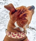 IronStaffy
